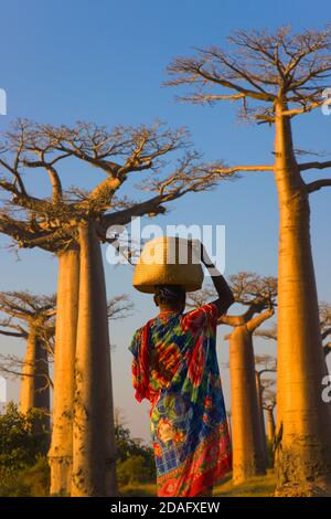 Frau mit Korb auf Kopf mit Baobab-Baum (Affenbrotbäume), Morondava, Madagaskar Stockfoto