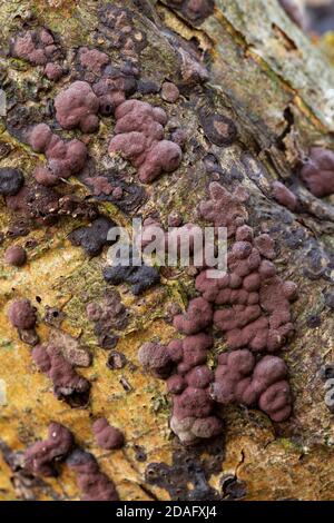 Hypoxylon fragiforme Stockfoto