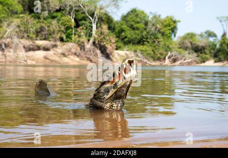 Nahaufnahme eines Yacare caiman (Caiman yacare) in einem Fluss mit einem Schwanz nach oben, South Pantanal, Brasilien. Stockfoto