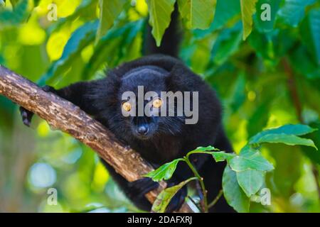 Black Lemur (Eulemur Macaco), Nosy Be, Madagaskar Stockfoto