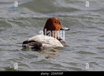 Gemeinsame (pochard Aythya ferina) männlichen Erwachsenen Schwimmen im Meer Choshi, Präfektur Chiba, Japan Februar Stockfoto