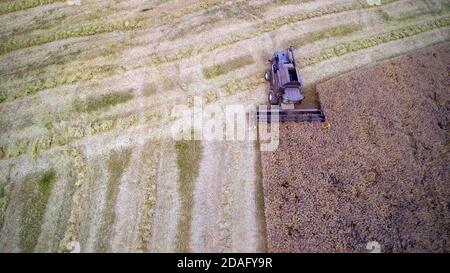 Aerial Draufsicht auf Mähdrescher Maschine, Ernte ein Feld von Weizen. Stockfoto