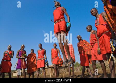 Masai Stammesmitglieder Durchführung springen tanzen, Masai Mara, Kenia Stockfoto