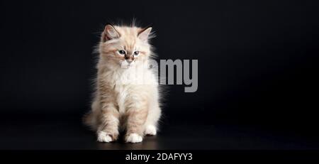 Lustige Kätzchen mit leuchtend blauen Augen auf schwarzem Hintergrund. Kleines flauschiges Kätzchen der Neva Maskerade Katze Stockfoto