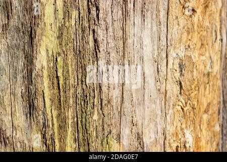 Das Holz der alten Eiche ohne Rinde, die Textur. Hintergrundbild. Stockfoto