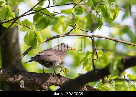 Amsel (Turdus merula), Weibchen auf einem Zweig zwischen grünen Blättern im Park thront Stockfoto