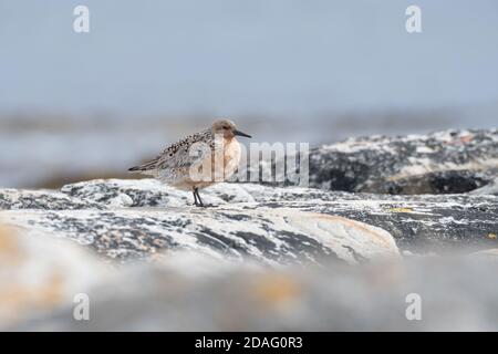 Roter Knoten (Calidris canutus) Inmitten großer Steine an der Küste der Barents gelegen Meer Stockfoto