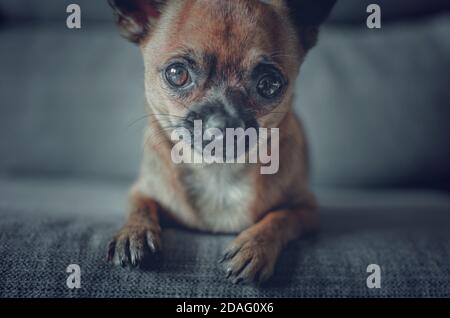 Porträt eines chihuahua auf einer Couch sitzend. Selektiver Fokus. Stockfoto