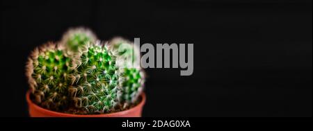 Nahaufnahme eines echinopsis Kaktus auf schwarzem Hintergrund. Speicherplatz kopieren. Selektiver Fokus auf den Vordergrund. Stockfoto