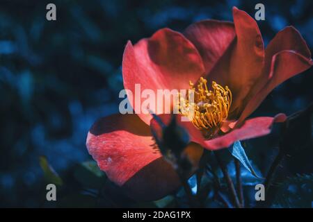 Makro einer rosa Rose und ihrer gelben Staubgefäße auf Ein blauer unfokussierter Hintergrund Stockfoto