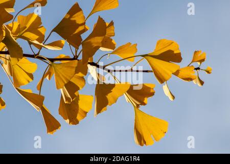 Bunte Gingko-Blätter im Herbst und Herbst leuchten hell im Gegenlicht und zeigen ihre Blattadern im Sonnenlicht mit orangen, roten und gelben Farben Stockfoto