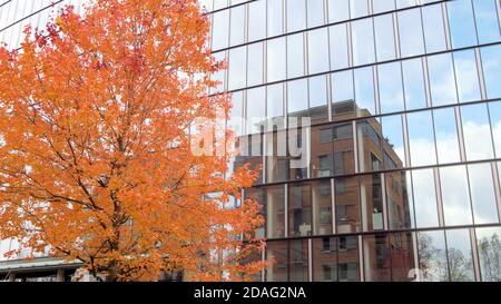 Orangefarbener Laubbaum neben einem modernen Gebäude mit Glasfassade. Stockfoto