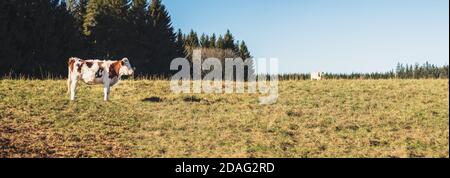 Eine junge Kuh - Kalb - auf der Weide, heller Herbsttag Stockfoto