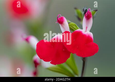 Makroaufnahme von heißen Lippen Salvia Blumen in Blüte Stockfoto