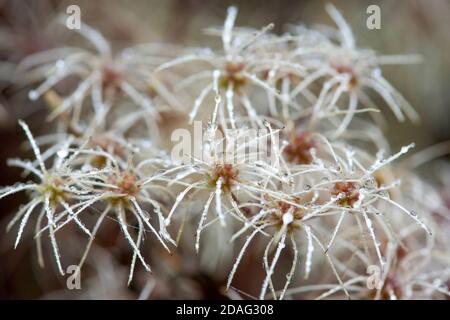 Verwelkte Clematis mit Regentropfen. Herbstkonzept. Stockfoto