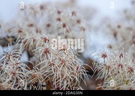 Verwelkte Clematis mit Regentropfen. Herbstkonzept. Stockfoto