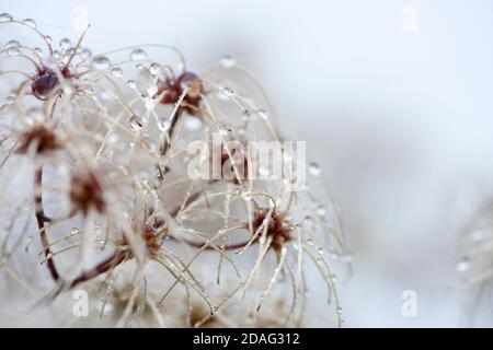 Verwelkte Clematis mit Regentropfen. Herbstkonzept. Stockfoto