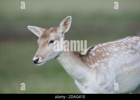 Richmond Park, London, Großbritannien. November 2020. Brunstsaison im Richmond Park. Die Brunstsaison ist in Großbritannien zwischen September und Anfang November. Nahaufnahme eines weiblichen Hirsches. Andrew Steven Graham/Alamy Live News Stockfoto