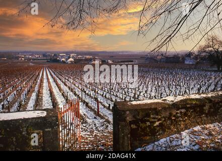 Burgund Schnee Sonnenuntergang Weinberg Winter Premier Cru 'Les Chaillots' Weinberg unter leichtem Schnee, Aloxe-Corton, Côte d'Or, Côte de Beaune Burgund Frankreich. Stockfoto