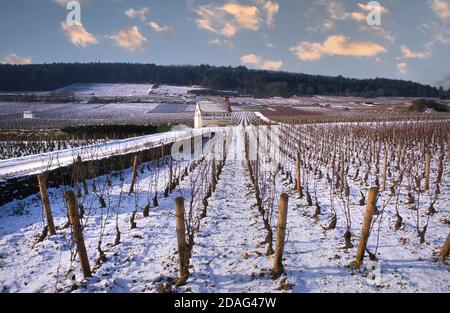 Schnee Burgund Weinberg Winter Sonnenuntergang rustikale Hütte Chambertin Clos de Bèze Weinberg, Gevrey-Chambertin, Burgund Côte de Nuits Côte d'Or, Frankreich Stockfoto