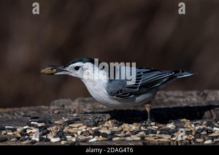 Weißreihiger Nuthatch mit Samen beim Füttern auf Baumstumpf. Es ist ein kleiner singvogel der Familie der Nuthatch, der in vielen Teilen Nordamerikas verbreitet ist. Stockfoto