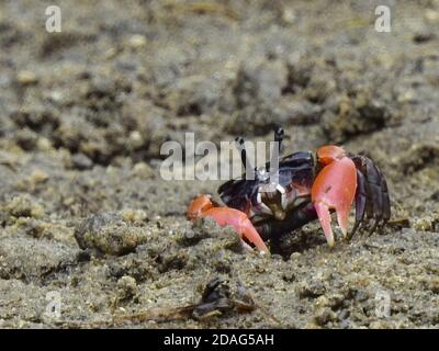 Nahaufnahme einer Rotklatschkrabbe auf dem nassen Sand Stockfoto