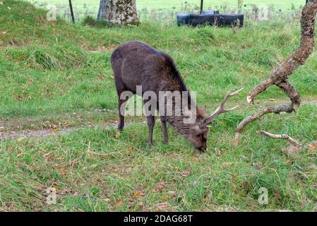 Männlicher Hirsch Sika Deer oder Cervus Nippon oder japanischer Hirsch, der während der Rutschsaison am Boden schnüffelt, Killarney National Park, County Kerry, Irland Stockfoto