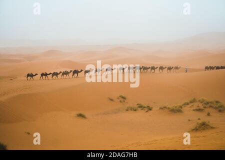 Merzouga, Marokko - APRIL 29 2019: Blick auf Kamele, die an einem staubigen, windigen Tag in der Sahara herumlaufen Stockfoto