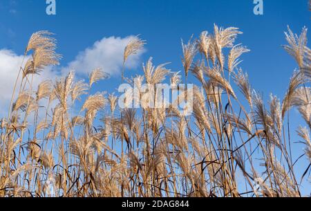 Der Wind schüttelt das weiße, federige Gras auf dünnen Stängeln Gegen einen blauen Himmel mit weißen Wolken Stockfoto