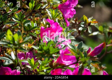 Schöne rosa Lilienblüten (bekannt als Zephyranthes rosea) in einem Garten mit Tau Tropfen über seine Blütenblätter. Stockfoto