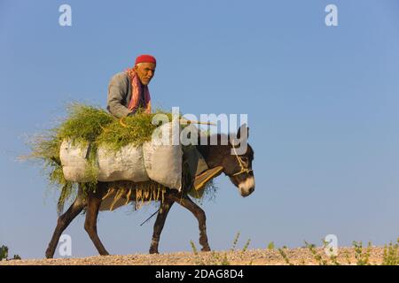 Mann auf Esel reiten, Thugga, Tunesien Stockfoto