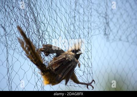 Gesprenkelte Mausvogel gefangen im Vogelnetz (Colius striatus) Stockfoto