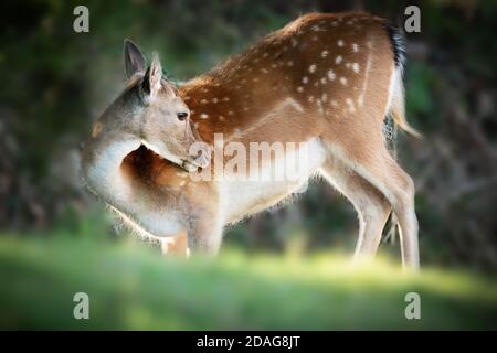 Damwild hinterleuchtet aus der Nähe Stockfoto