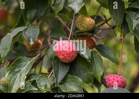 Früchte des japanischen Dogwood (Cornus kousa) Stockfoto