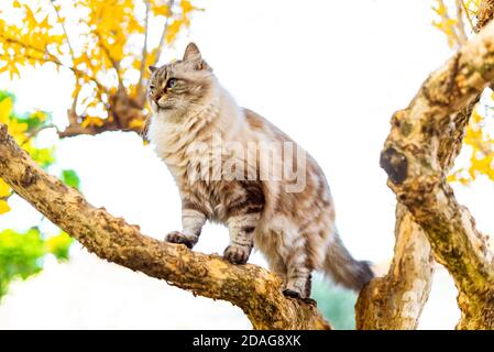 Die Löwenkatze, die im Park auf einem Baum mit herbstlichen Farben sitzt. Graues und weißes Kätzchen sitzt auf einem Baumzweig im Wald.Katze sitzt Stockfoto