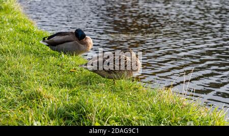 Schlafende männliche und weibliche Stockente Paar am Flussufer, Union Canal, Edinburgh, Schottland, Großbritannien Stockfoto