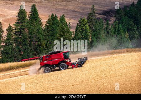 Caseih kombinieren Ernte Weizen auf den Hügeln der Region Palouse Im Osten Washingtons Stockfoto