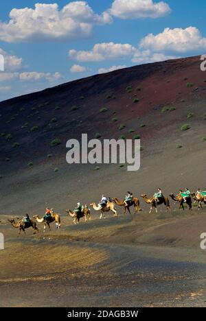 LANZAROTE KAMEL ZUG TREKKING TIMANFAYA LANZAROTE Lichtwelle leuchtet Kamelwanderung mit Touristen im Timanfaya Nationalpark Lanzarote Canary Inseln Spanien Stockfoto