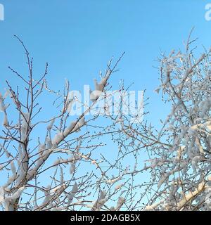 Baumkronen mit geschwollenen Knospen. Schneebedeckte Äste gegen einen klaren hellblauen Himmel. Stockfoto