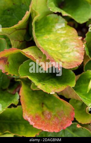 Natürliche Muster in der Natur, Bergenia Eroica Laub als abstrakte Nahaufnahme Stockfoto