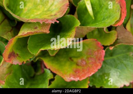 Natürliche Muster in der Natur, Bergenia Eroica Laub als abstrakte Nahaufnahme Stockfoto