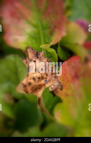 Natürliche Muster in der Natur, Bergenia Eroica Laub als abstrakte Nahaufnahme Stockfoto