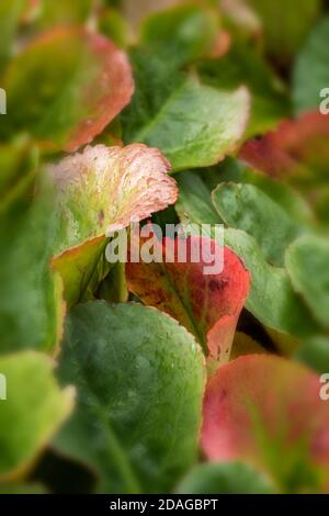 Natürliche Muster in der Natur, Bergenia Eroica Laub als abstrakte Nahaufnahme Stockfoto