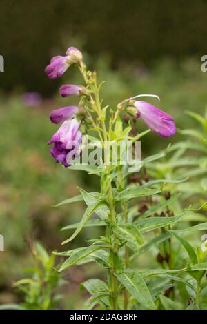 Penstemon (Fensham Series) Blumen und grünes Laub, natürliche Gartenblumen Stockfoto