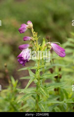 Penstemon (Fensham Series) Blumen und grünes Laub, natürliche Gartenblumen Stockfoto