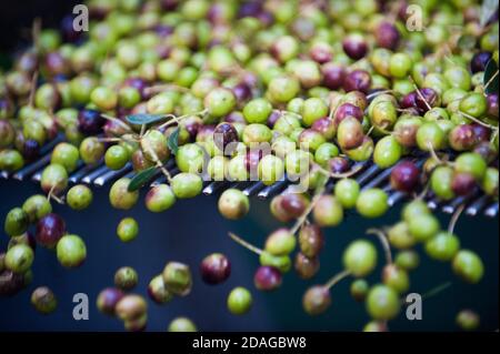 Produktion von frischem nativem Olivenöl in einer Kaltpressefabrik in Italien nach der Olivenernte Stockfoto