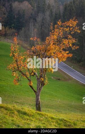 Wunderschöne Landschaften in Eichenberg über dem Bodensee Stockfoto