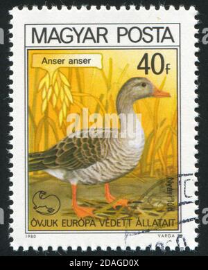 UNGARN - UM 1980: Stempel gedruckt von Ungarn, zeigt Gans, um 1980 Stockfoto