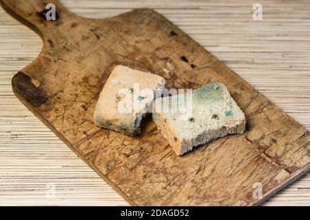 Auf einem alten hölzernen Schneidbrett sind zwei Scheiben schimmeliges, ungenießbares Brot. Grüner Schimmel Stockfoto