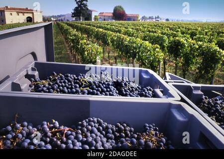 WEINLESE CHATEAU PETRUS MERLOT TRAUBEN LESE reife frisch geerntete Merlot Trauben im renommierten Château Pétros. Pomerol, Bordeaux Gironde, Frankreich. Stockfoto